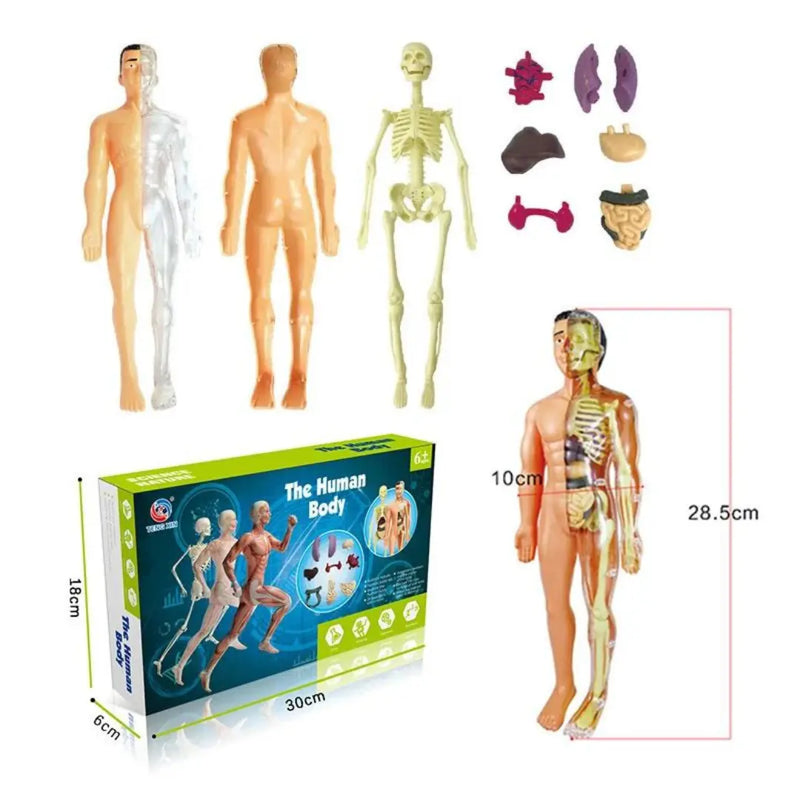 Corpo Humano 3D Montessori